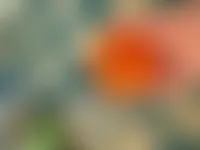 CustomFlyingDiscs.Com