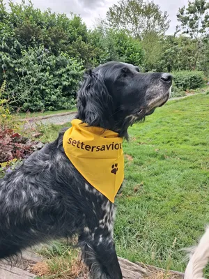 Dog rescue charity walk - great quality bandanas