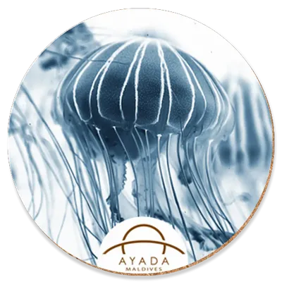 Round Round - Custom Flying Discs