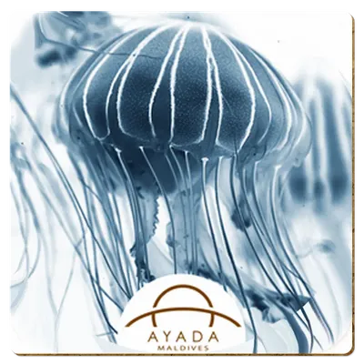 Square Square - Custom Flying Discs