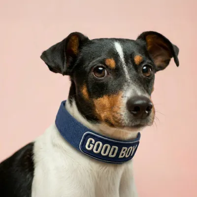 Pet Harness - Custom Flying Discs