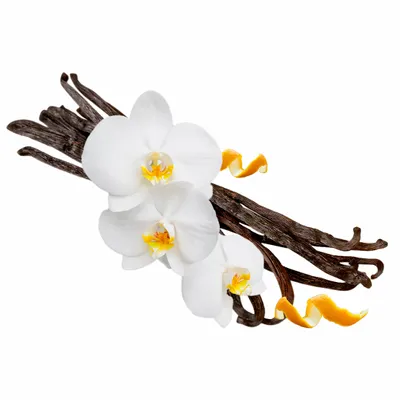 Vanilla - Custom Flying Discs