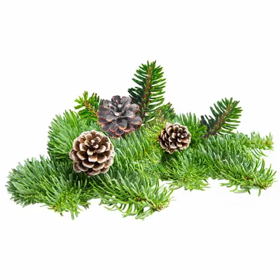 Pine - Custom Flying Discs