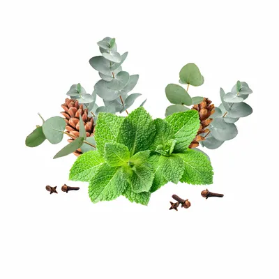 Eucalyptus & Mint - Custom Flying Discs